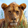 Safari Catalog